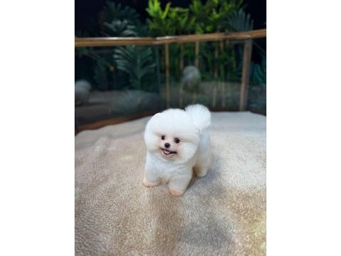 Safkan teddy bear kore pomeranian yavrularımız