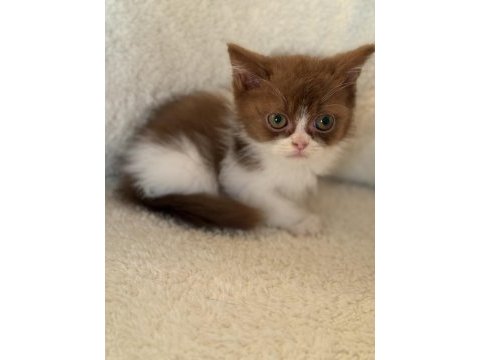 Safkan british shorthair erkek yavru