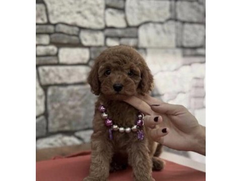 Toy poodle yavru