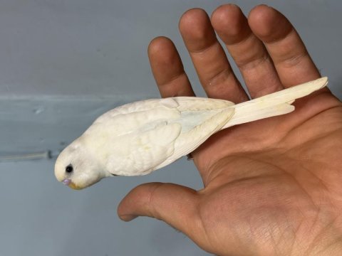 Sağlıklı konuşturmalık muhabbet kuşu bebekler