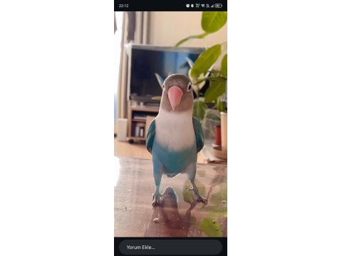 Cennet papağanı yavru