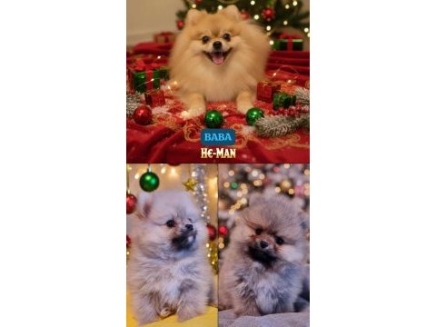 Şecereli teacup pomeranian yavrularımız