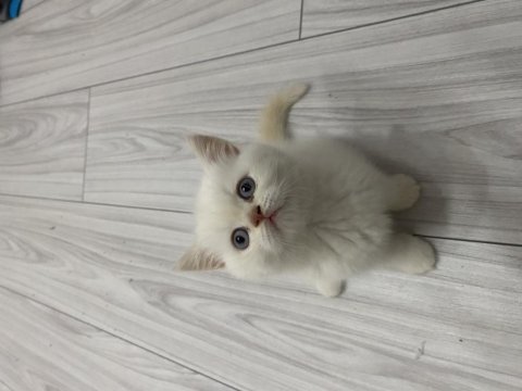 Teslime hazır red point ve çikolata point yavru kediler