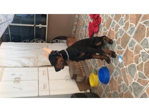 Çok akıllı dost canlısı safkan doberman