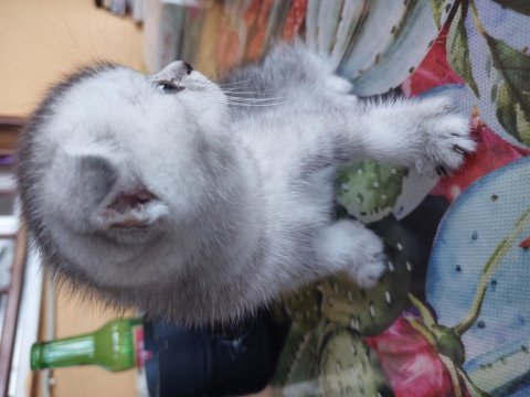 45 günlük scottish fold yavrularımıza yuva arıyoruz