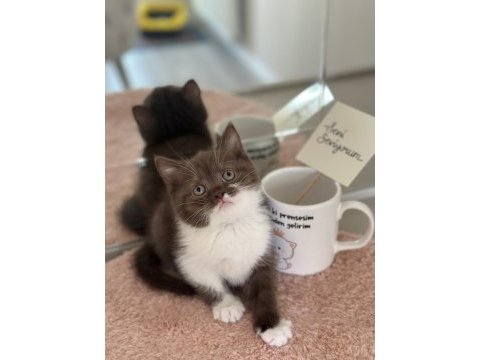 Cinnamon bi colour british shorthair