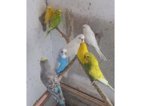 Yavru ve yetişkin muhabbet kuşları