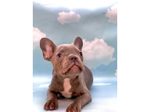 Nadir görünen lilak french bulldog