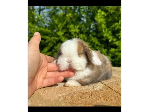 Hollanda lop tavşanı yavruları