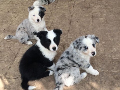 Dünyanın en akıllı köpeği border collie