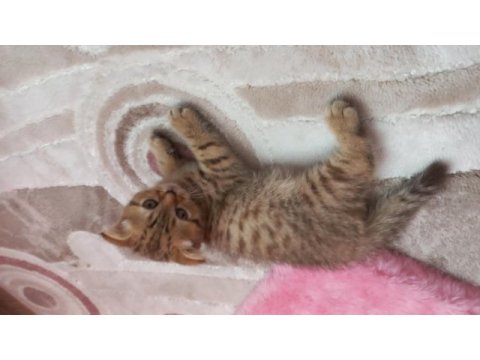 Scottish fold golden tabby