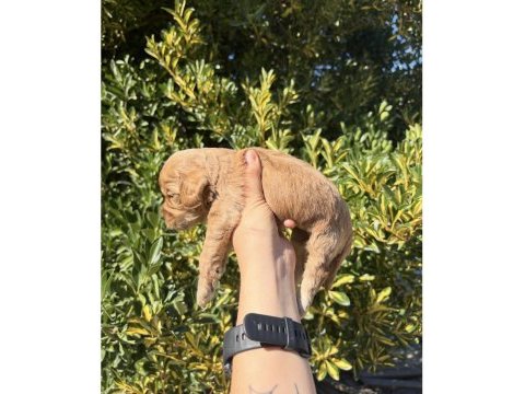 Ailenizin yeni dostu maltipoo yavrular