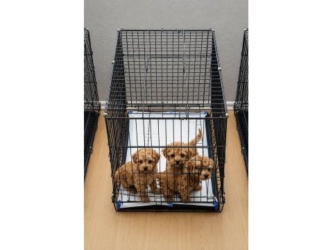 Kore gerçek garantili teacup maltipoo