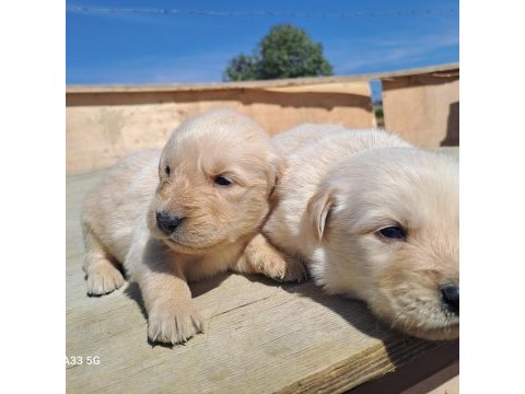 Dişi erkek golden retriever