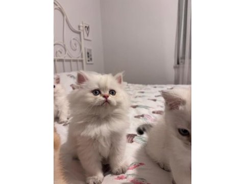 Safkan british longhair bebekler