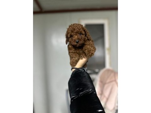 Kore kan red brown toy poodle