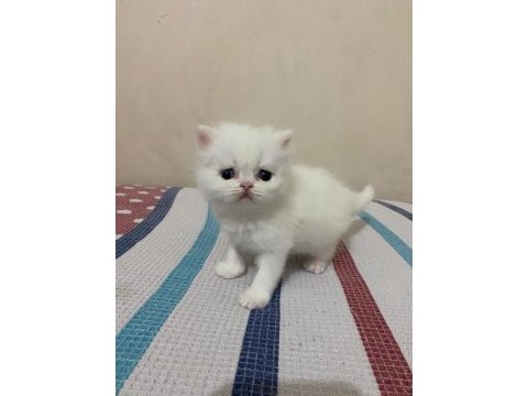 Beyaz gold chinchilla yavrularımız