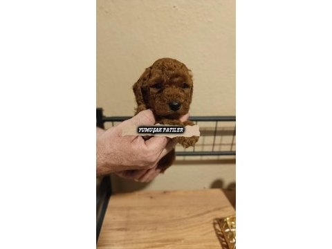 Toy poodle dişi ile erkek