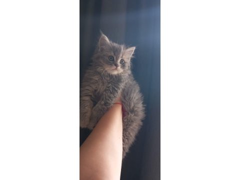 Aşırı oyuncu sevecen british longhair