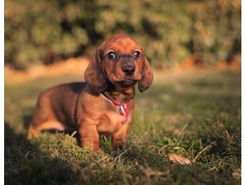 Orjinal şecereli dachshund yavrular
