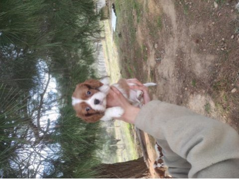 Sadece ailelere uygun verilecek cavalier king charles