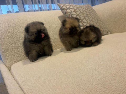 Üst kalite pomeranian boo yavrular her ile gönderim var