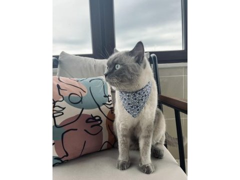 Blue point 4 yaşında erkek kedimiz