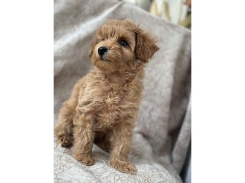 Poodle gibi maltipoo