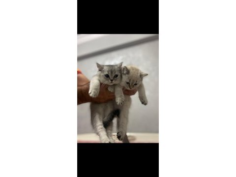 Safkan şecereli british shorthair