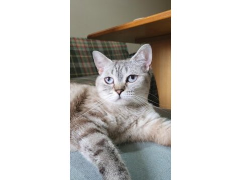British shorthair bayram şekeri