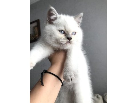 Ayı surat kaliteli british shorthair bebekler