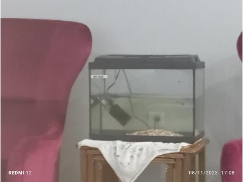 3 tane lepistes akvaryum motor dahil