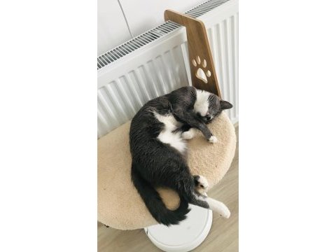 3 yaşında mavi rus kedimizi ücretsiz sahiplendirme