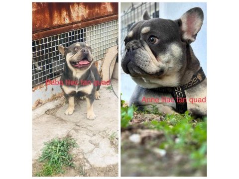 İki güzellik ilanda bir dişi bir erkek french bulldog