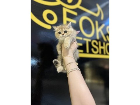 Safkan british shorthair golden yavrular