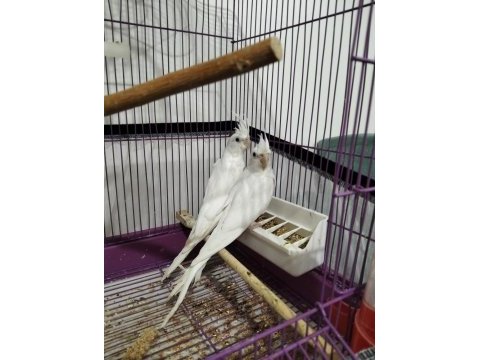 2 adet kırmızı göz albino yavru sultan