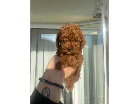 Safkan toy poodle red brown yavrular