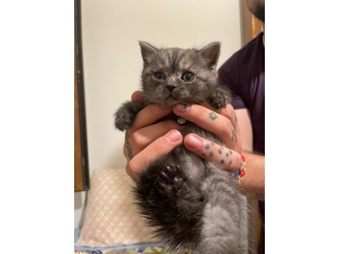 Dark silver british shorthair dişi