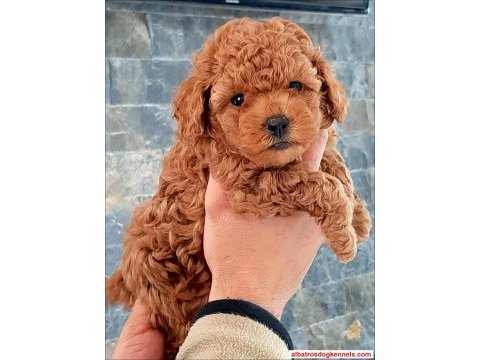 A kalite safkan toy poodle yavruları