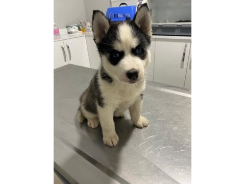 Sibirya kurdu (husky) yavrularımız
