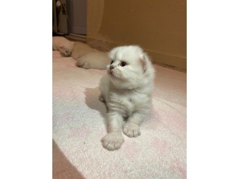 Dişi british shorthair