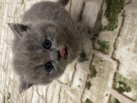 British shorthair ve longhair yavrularımıza yuva