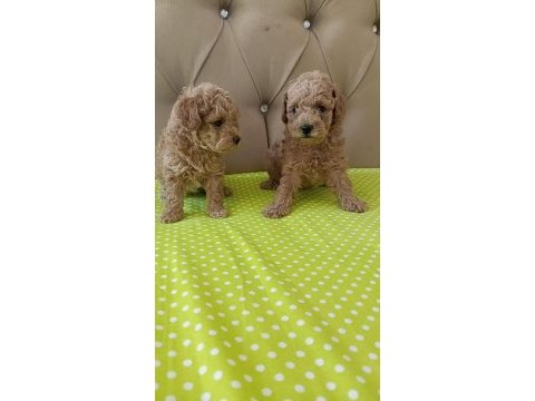 Toy poodle