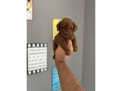 Toy poodle yavru