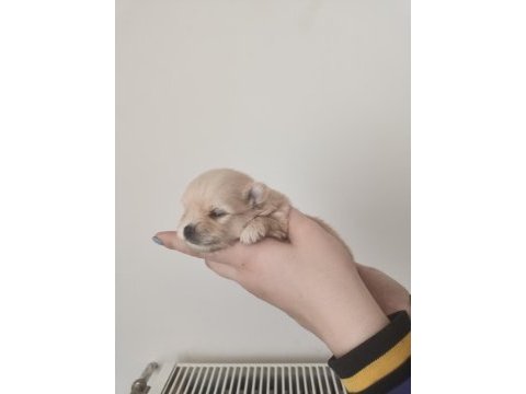 Pomeranian yavru