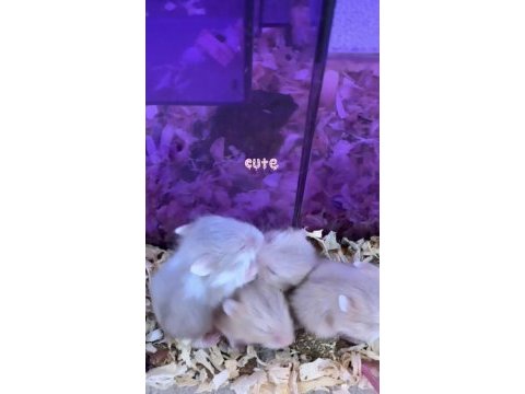 Neşeli hamster ailesi