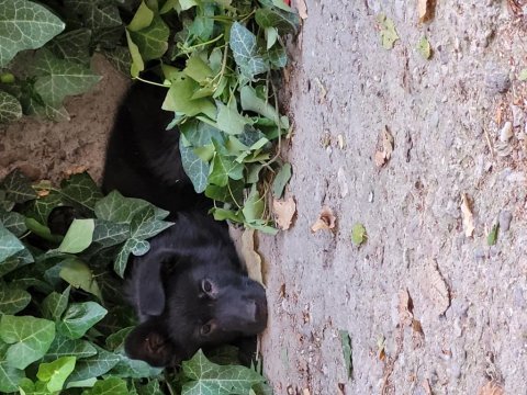 Full black (siyah) showline alman kurdu