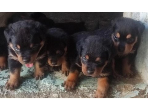Irk garantili rotwiller yavrularımız
