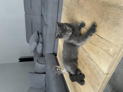 Sevecan akıllı çocuk british shorthair