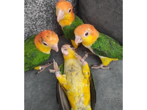 Elle büyütülmüş iri boy bebekler caique